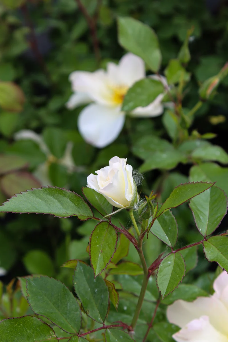 Rosier rustique ‘Oscar Peterson’ ( Rosa ‘Oscar Peterson’)
