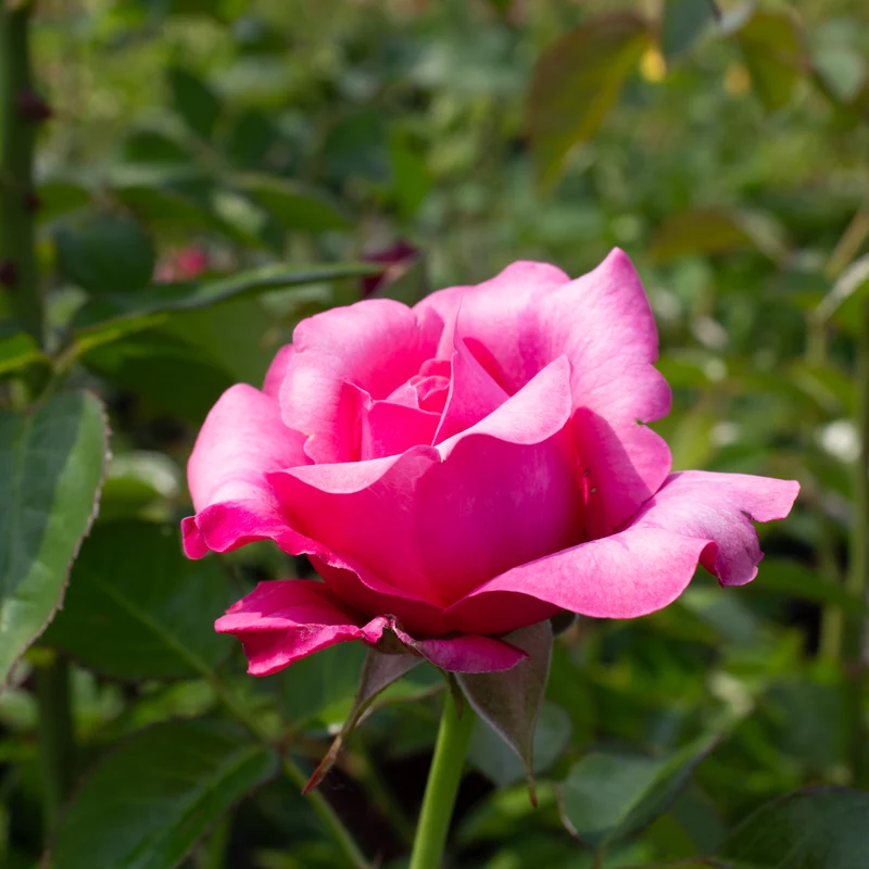 Rosier rustique ‘Showpiece Blush’ ( Rosa ‘Showpiece Blush’)