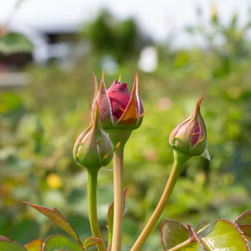 Rosier rustique ‘Showpiece Blush’ ( Rosa ‘Showpiece Blush’)