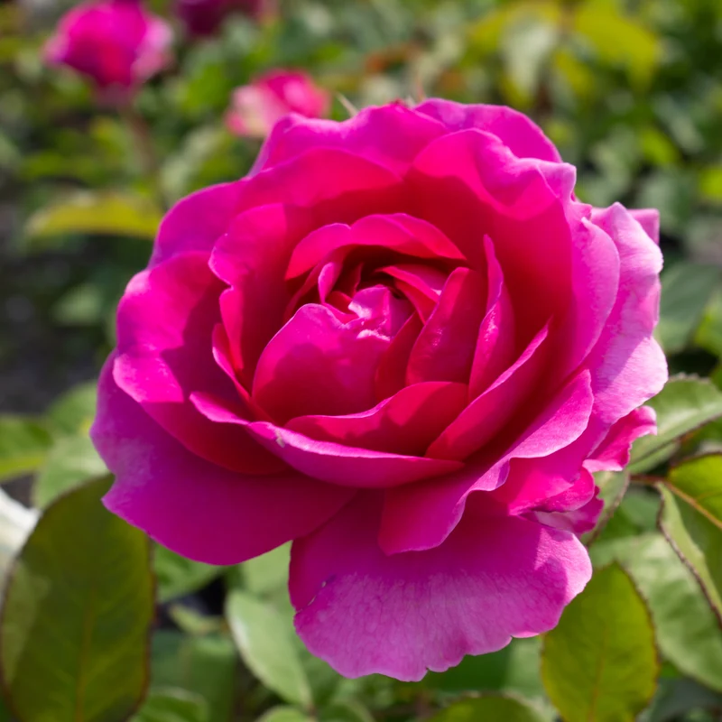 Rosier rustique ‘Showpiece Berry’ ( Rosa ‘Showpiece Berry’)