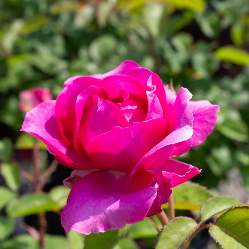 Rosier rustique ‘Showpiece Berry’ ( Rosa ‘Showpiece Berry’)