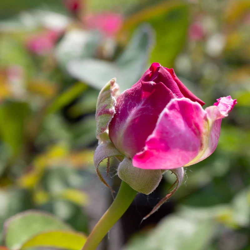 Rosier rustique ‘Showpiece Berry’ ( Rosa ‘Showpiece Berry’)