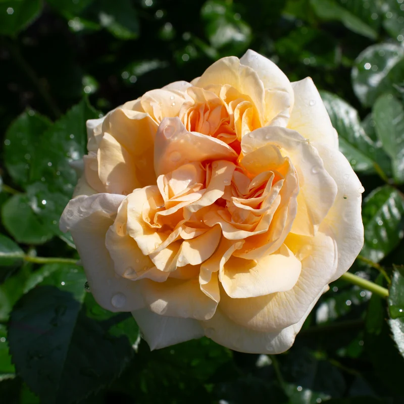 Rosier rustique ‘Showpiece Champagne’ ( Rosa ‘Showpiece Champagne’)