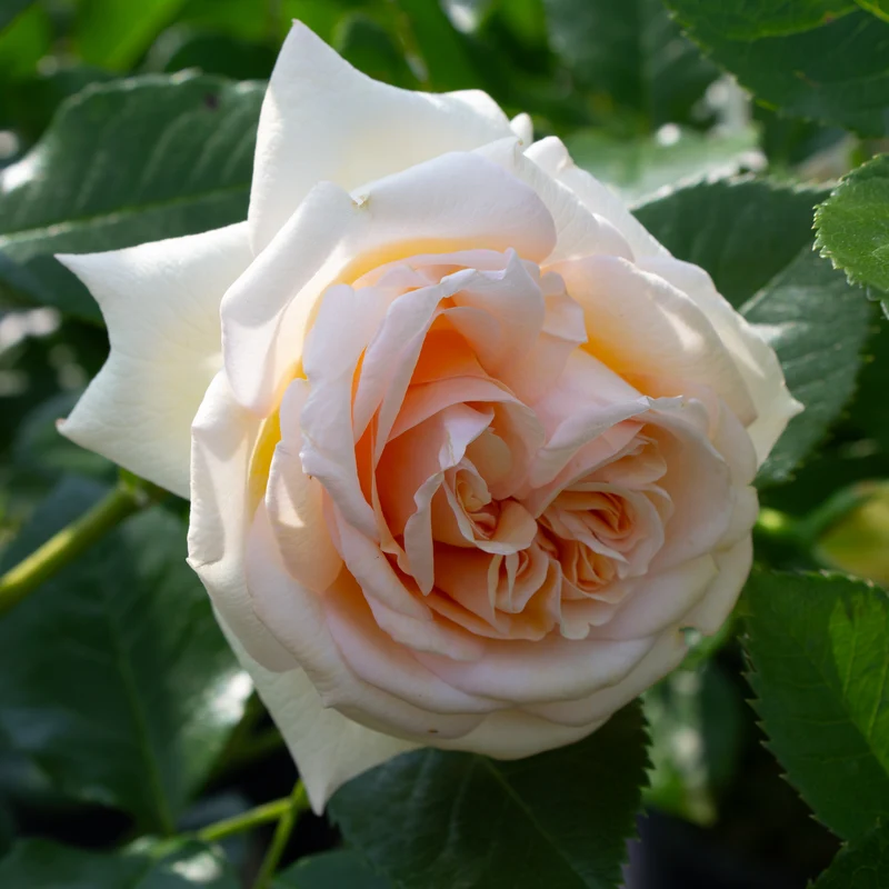 Rosier rustique ‘Showpiece Champagne’ ( Rosa ‘Showpiece Champagne’)