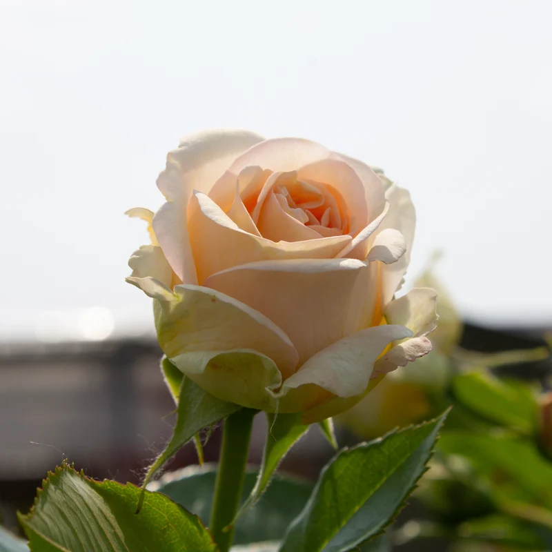 Rosier rustique ‘Showpiece Champagne’ ( Rosa ‘Showpiece Champagne’)