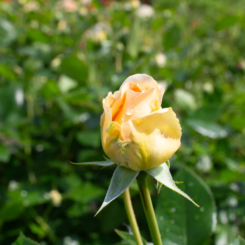 Rosier rustique ‘Showpiece Champagne’ ( Rosa ‘Showpiece Champagne’)