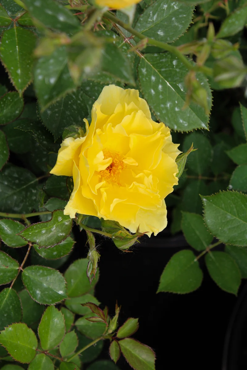 Rosier rustique ‘Yukon Sun’ ( Rosa ‘Yukon Sun’)