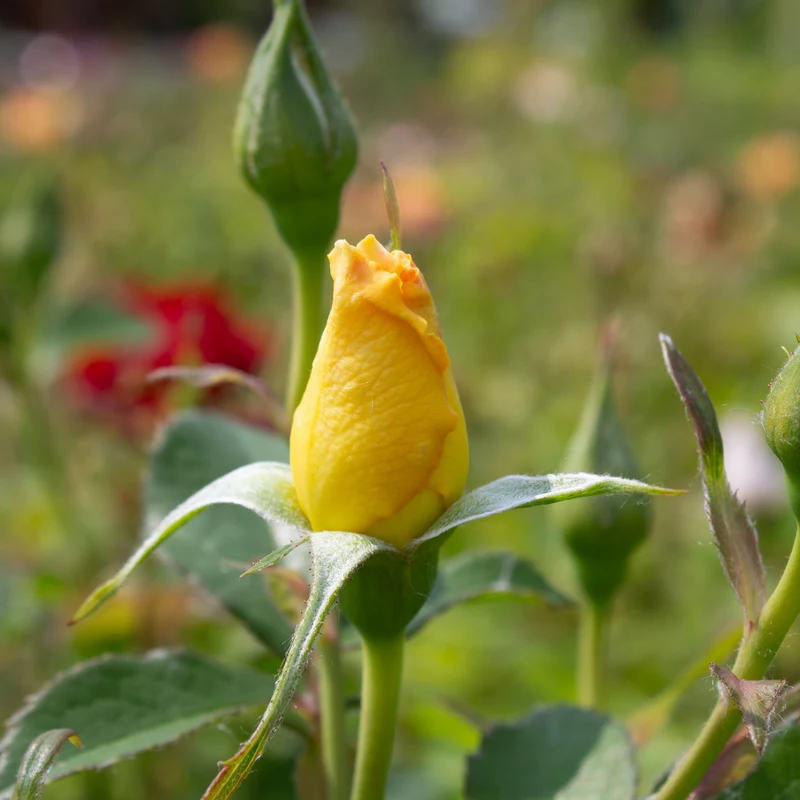 Rosier rustique ‘Yukon Sun’ ( Rosa ‘Yukon Sun’)