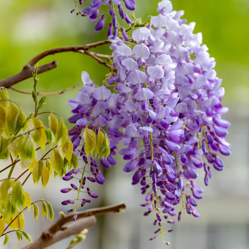 Glycine de Chine ‘Cooke's Purple’ ( Wisteria sinensis ‘Cooke's Purple’)