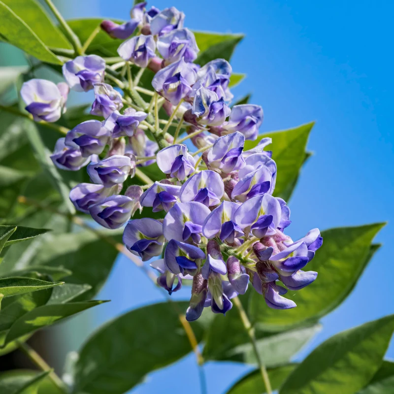 Glycine ‘Blue Moon’ ( Wisteria macrostachya ‘Blue Moon’)