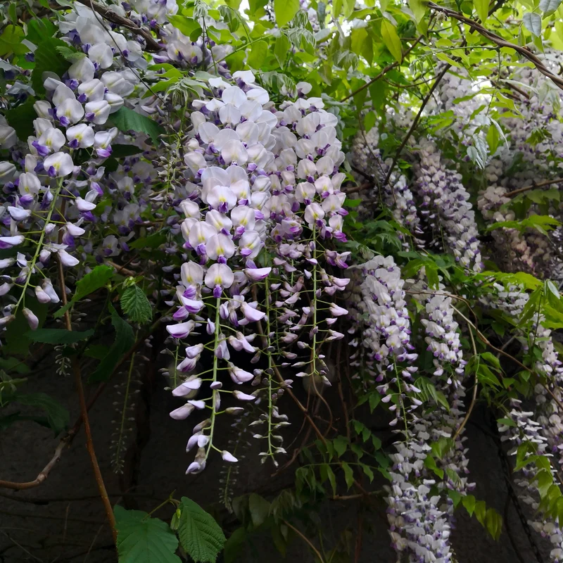 Glycine rustique ‘Aunt Dee’ ( Wisteria macrostachya ‘Aunt Dee’)