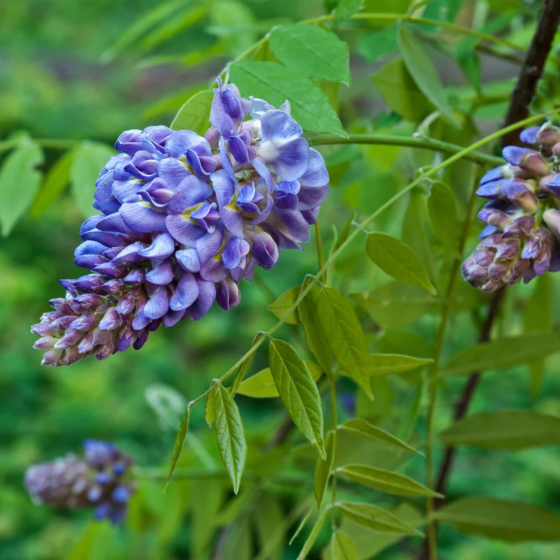 Glycine d’Amérique ‘Amethyst Falls’ ( Wisteria frutescens ‘Amethyst Falls’)