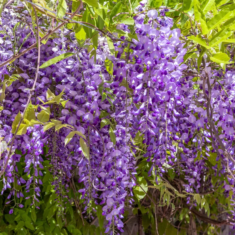 Glycine japonaise ‘Royal Purple’ ( Wisteria floribunda ‘Royal Purple’)