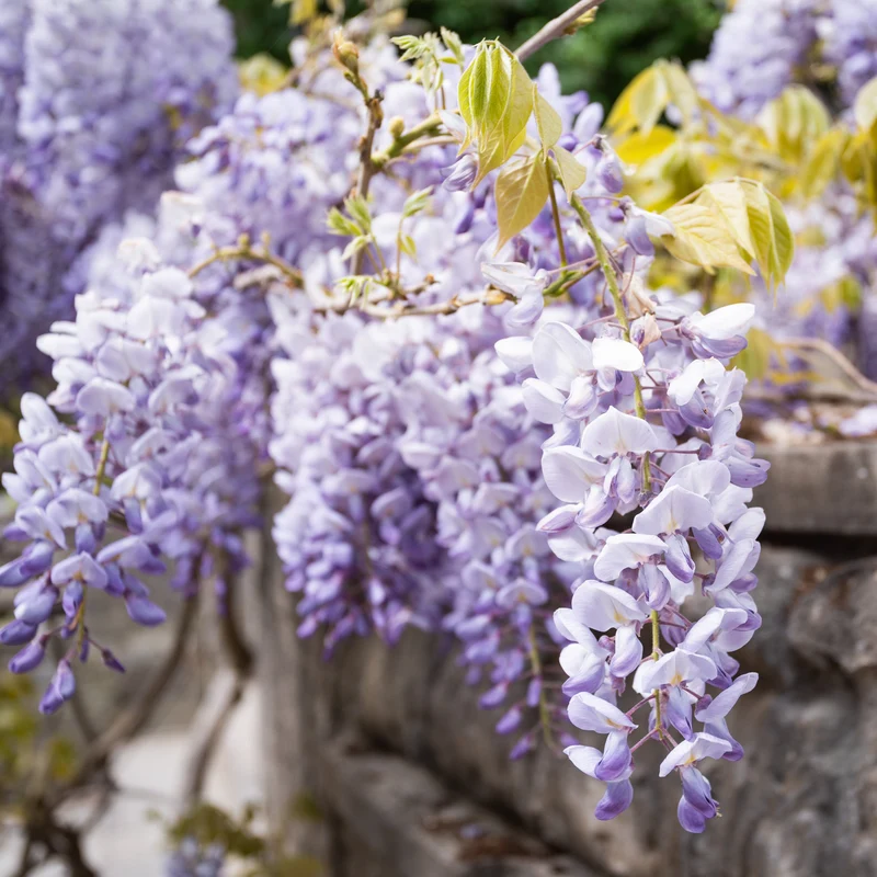 Glycine japonaise ‘Macrobotrys’ ( Wisteria floribunda ‘Macrobotrys’)