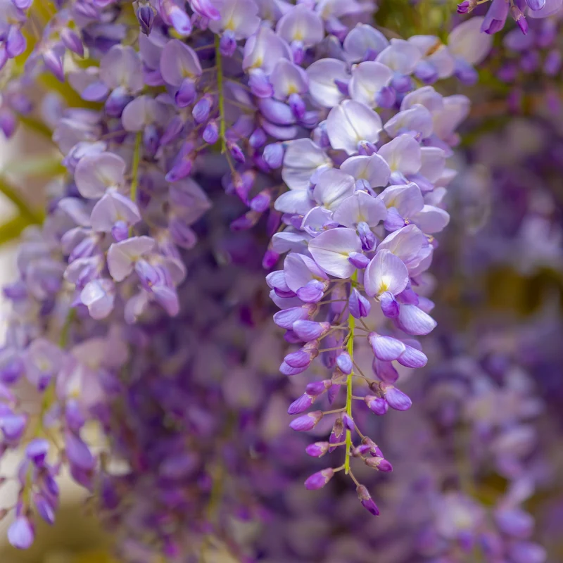 Glycine japonaise ‘Lawrence’ ( Wisteria floribunda ‘Lawrence’)