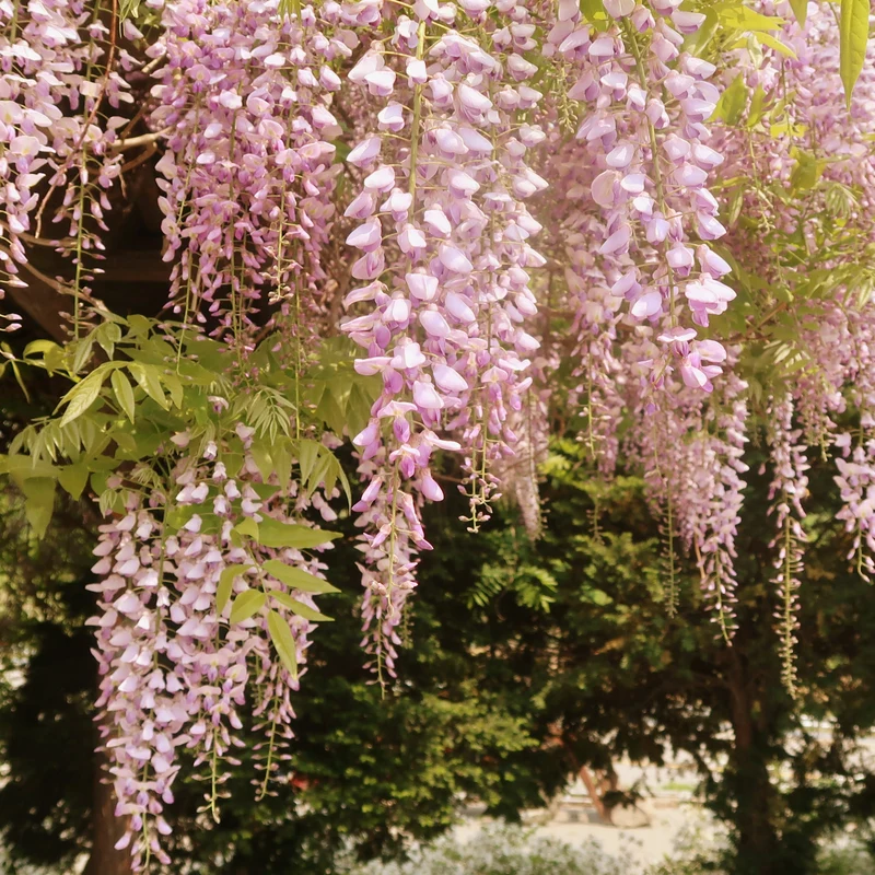 Glycine japonaise ‘Kuchibeni’ ( Wisteria floribunda ‘Kuchibeni’)