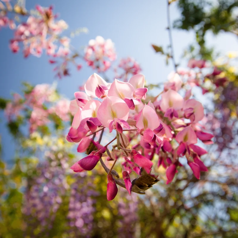 Glycine japonaise ‘Hon Beni’ ( Wisteria floribunda ‘Hon Beni’)