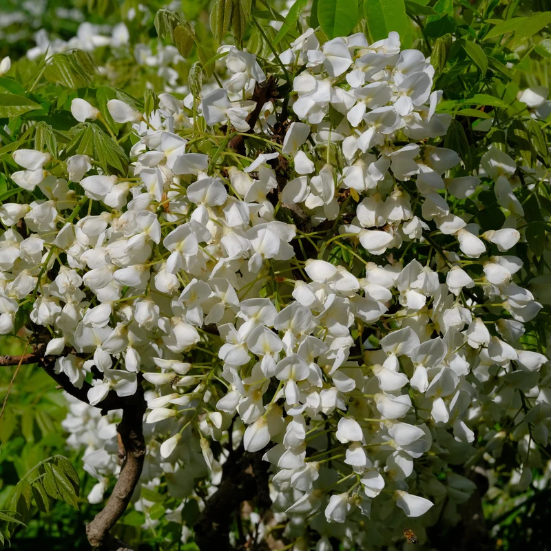 Glycine du Japon ‘Shiro Kapitan’ ( Wisteria brachybotrys ‘Shiro Kapitan’)