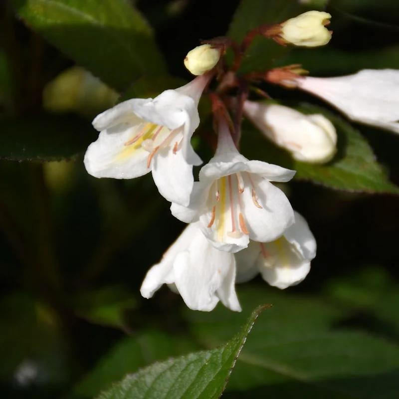 Weigela ‘Tuxedo’ ( Weigela ‘Tuxedo’)