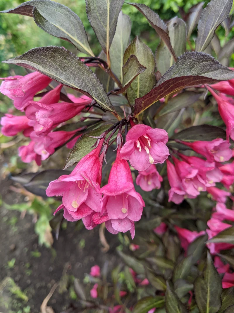 Weigela ‘Tango’ ( Weigela ‘Tango’)