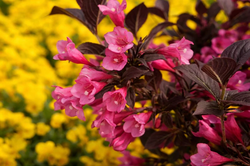 Weigela ‘Stunner’ ( Weigela ‘Stunner’)