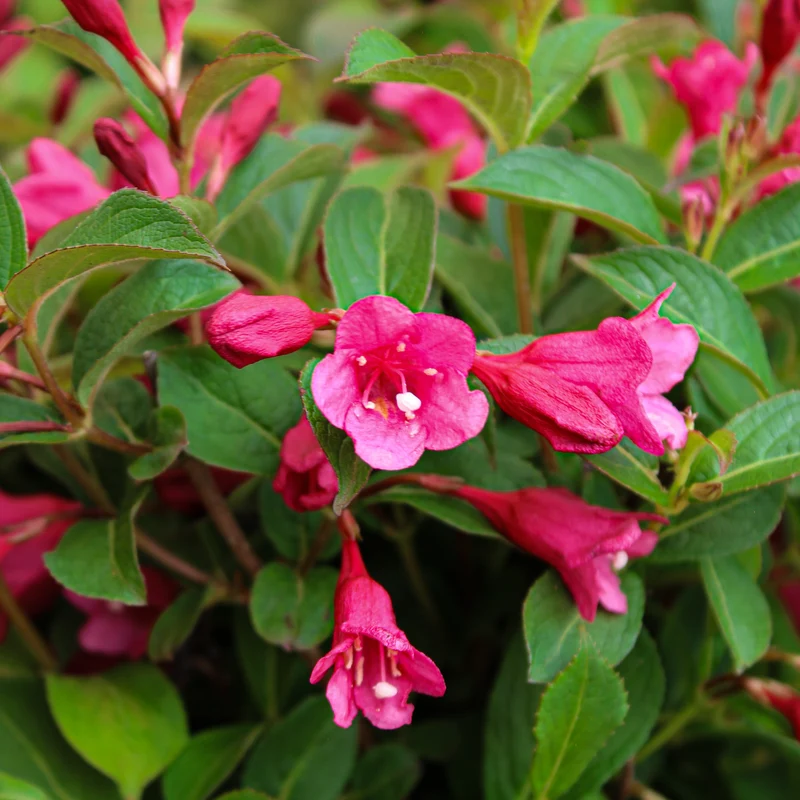 Weigela ‘Strobe’ ( Weigela ‘Strobe’)