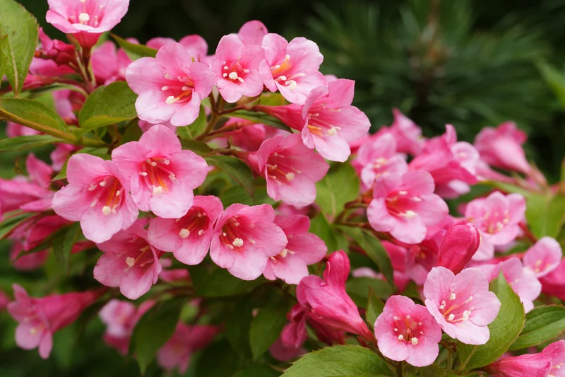 Weigela ‘Samba’ ( Weigela ‘Samba’)