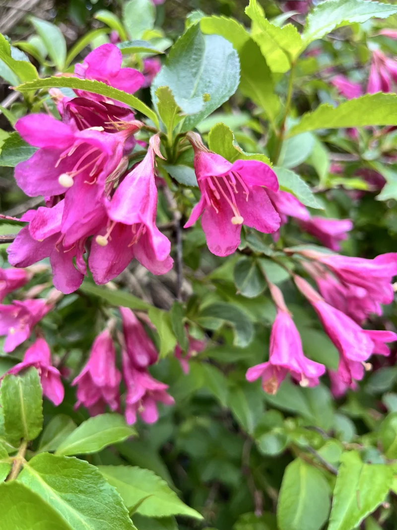 Weigela ‘Rumba’ ( Weigela ‘Rumba’)