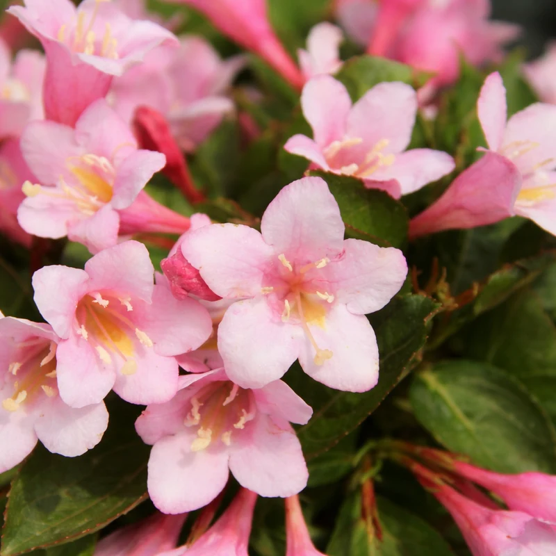 Weigela ‘Polka’ ( Weigela ‘Polka’)