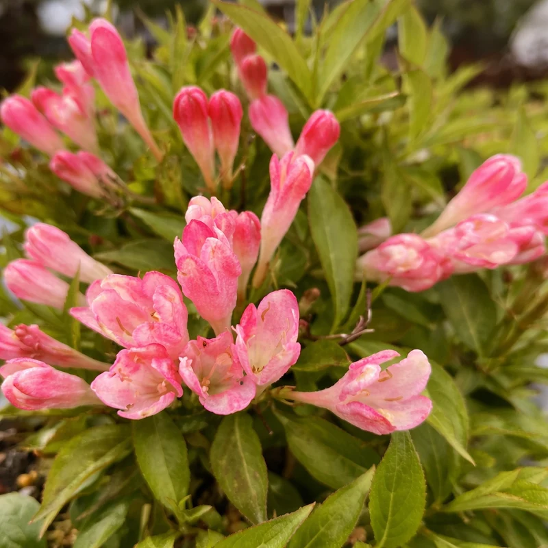 Weigela ‘Peach Kisses’ ( Weigela ‘Peach Kisses’)