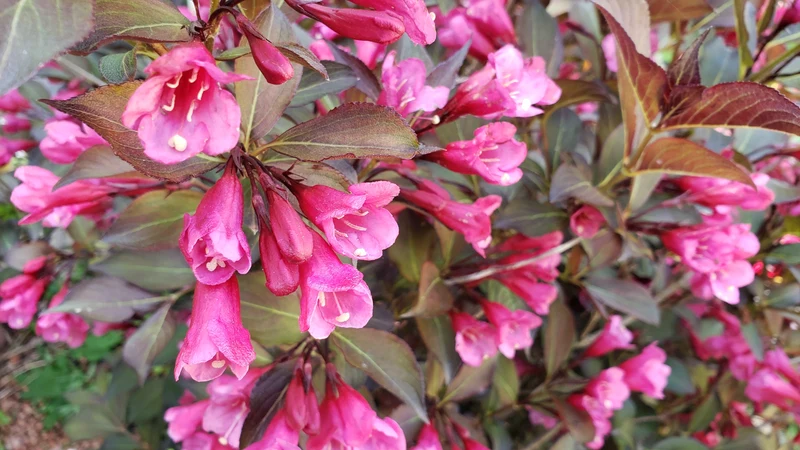 Weigela ‘Wine & Roses’ ( Weigela florida ‘Wine & Roses’)