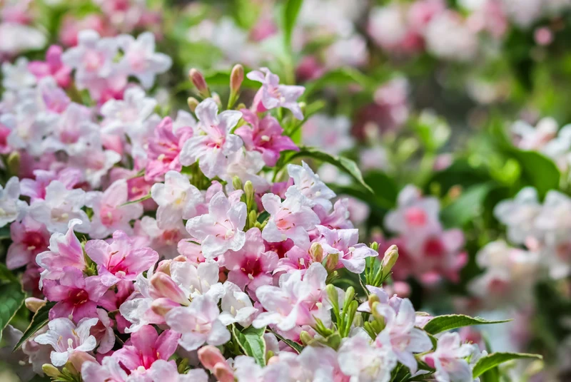Weigela panachée ‘Variegata’ ( Weigela florida ‘Variegata’)