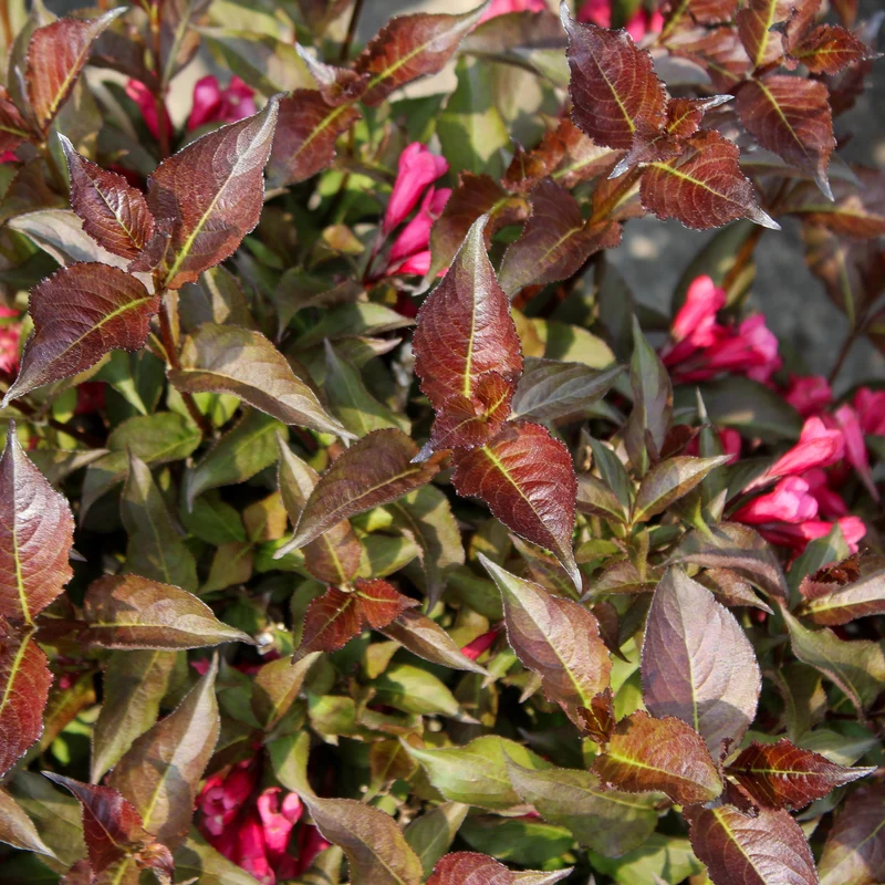 Weigela ‘Shining Sensation’ ( Weigela florida ‘Shining Sensation’)