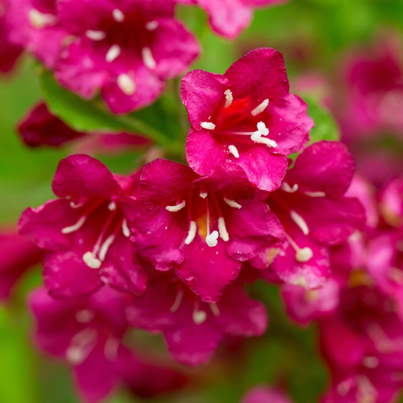 Weigela ‘Red Prince’ ( Weigela florida ‘Red Prince’)