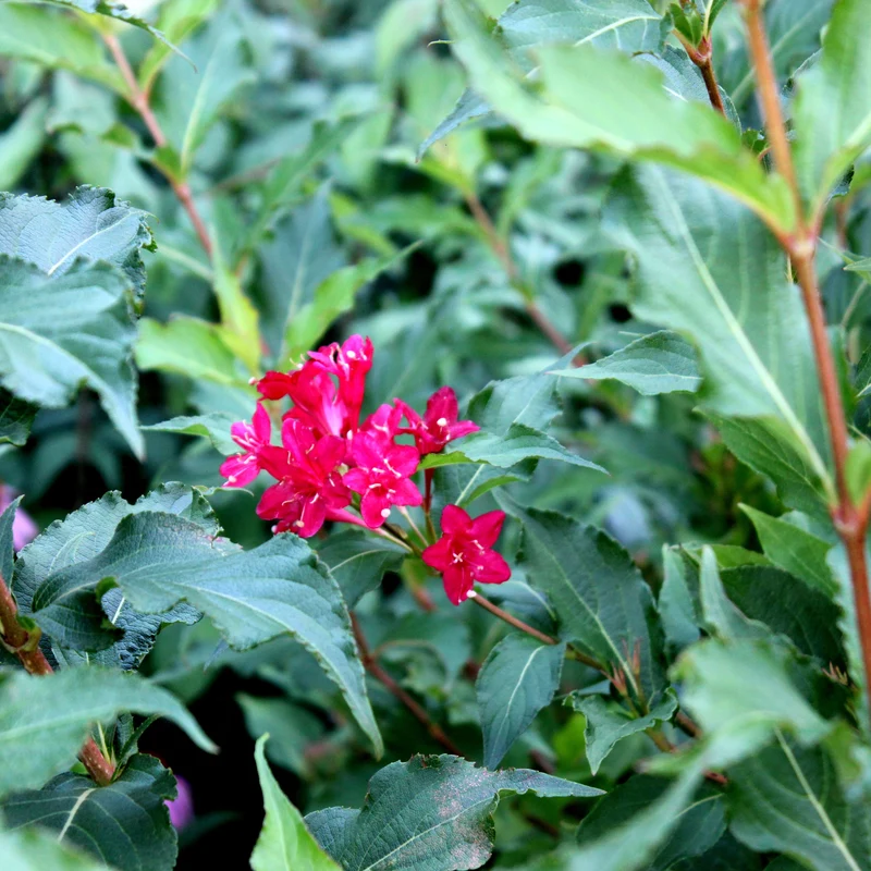 Weigela ‘Red Prince’ ( Weigela florida ‘Red Prince’)