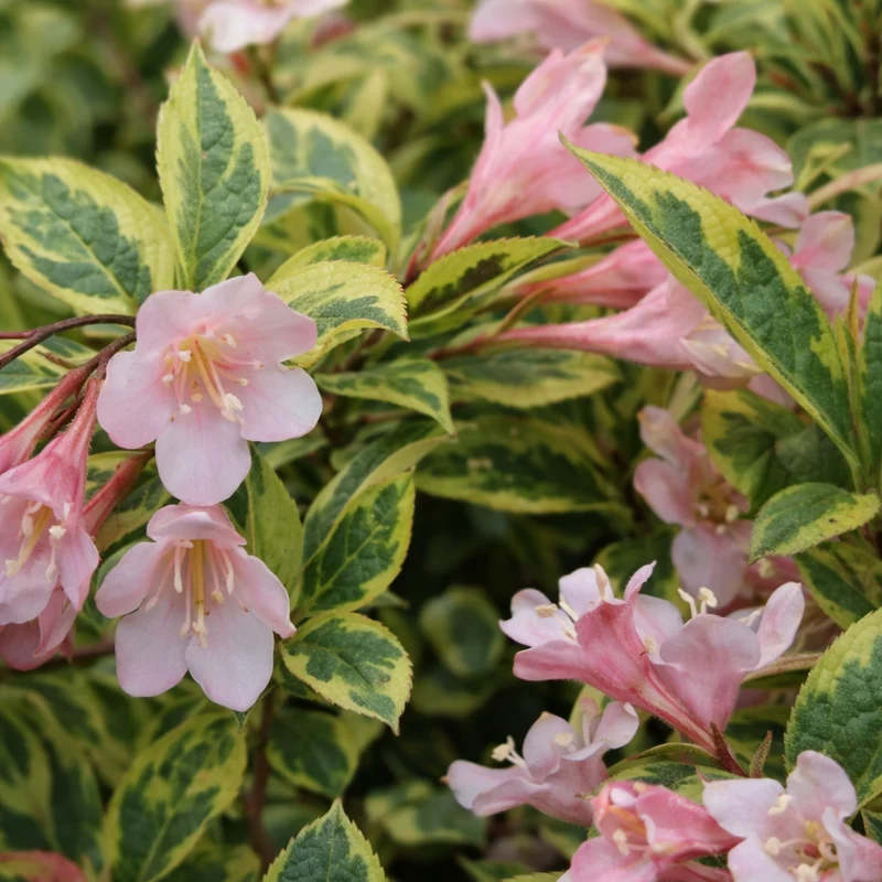 Weigela ‘Rainbow Sensation’ ( Weigela florida ‘Rainbow Sensation’)