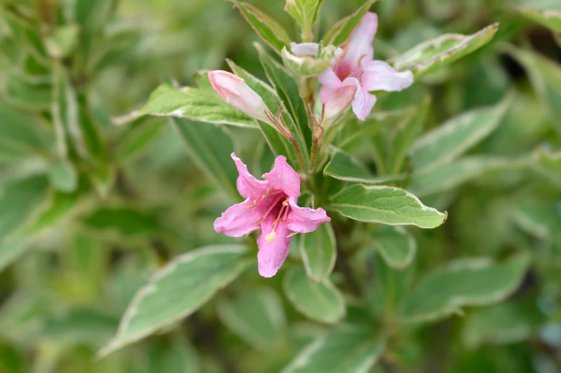 Weigela panachée naine ‘Nana Variegata’ ( Weigela florida ‘Nana Variegata’)