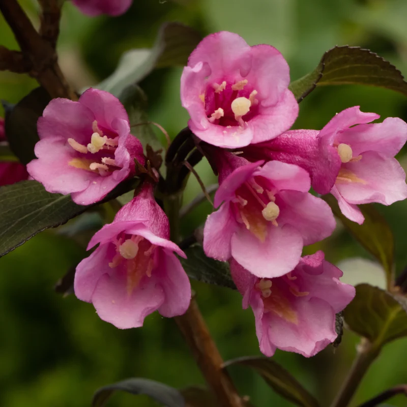 Weigela ‘Nana Purpurea’ ( Weigela florida ‘Nana Purpurea’)