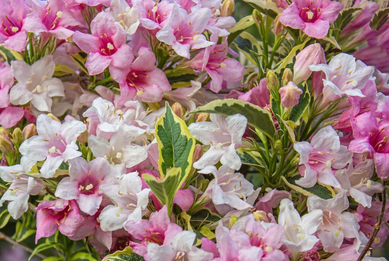 Weigela ‘My Monet’ ( Weigela florida ‘My Monet’)