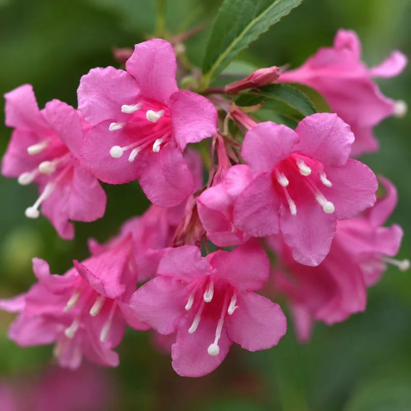 Weigela ‘Minuet’ ( Weigela florida ‘Minuet’)