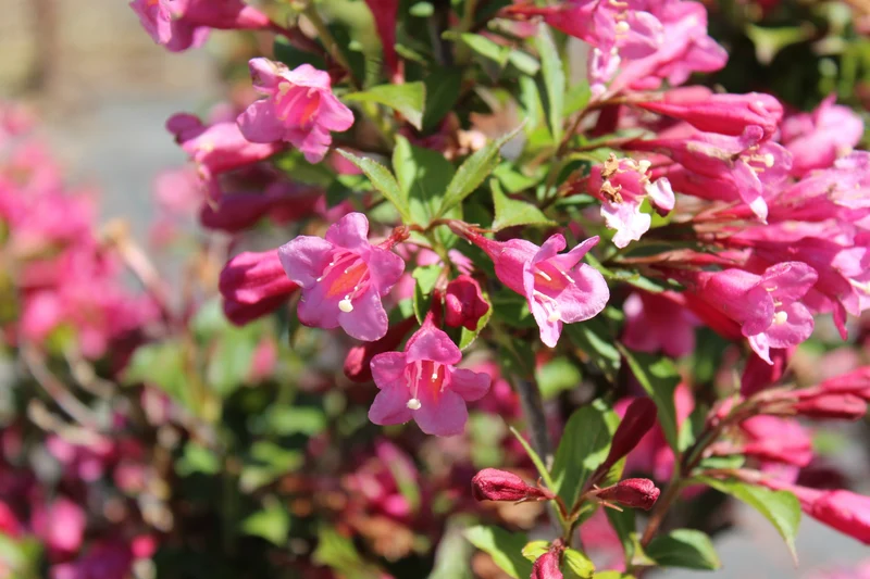 Weigela ‘Minuet’ ( Weigela florida ‘Minuet’)