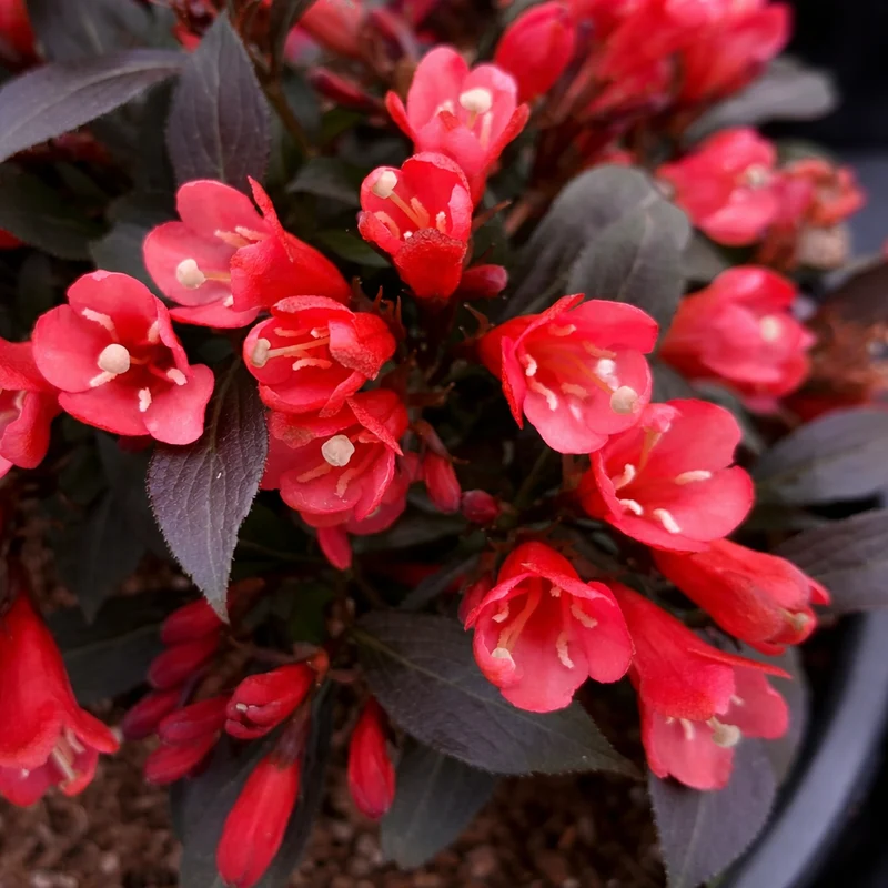 Weigela ‘Electric Love’ ( Weigela ‘Electric Love’)