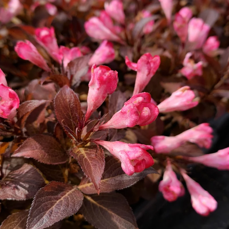 Weigela ‘Date Night Afterglow’ ( Weigela ‘Date Night Afterglow’)