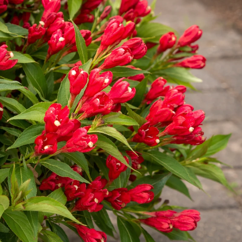 Weigela ‘Crimson Kisses’ ( Weigela ‘Crimson Kisses’)