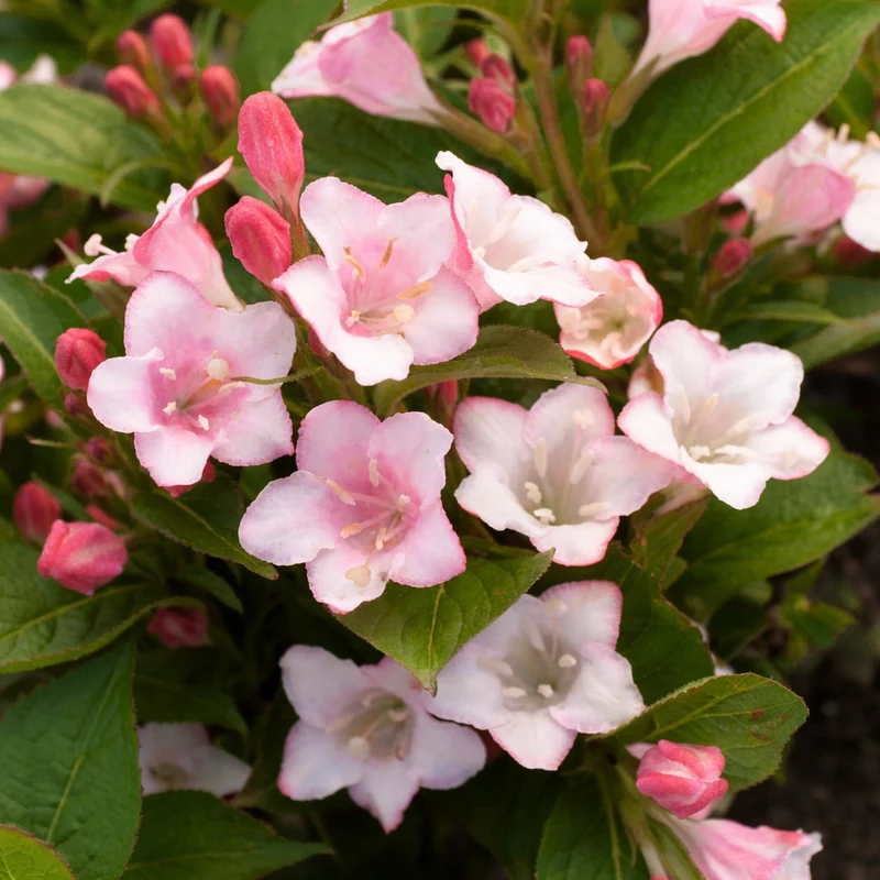 Weigela ‘Carnaval’ ( Weigela ‘Carnaval’)