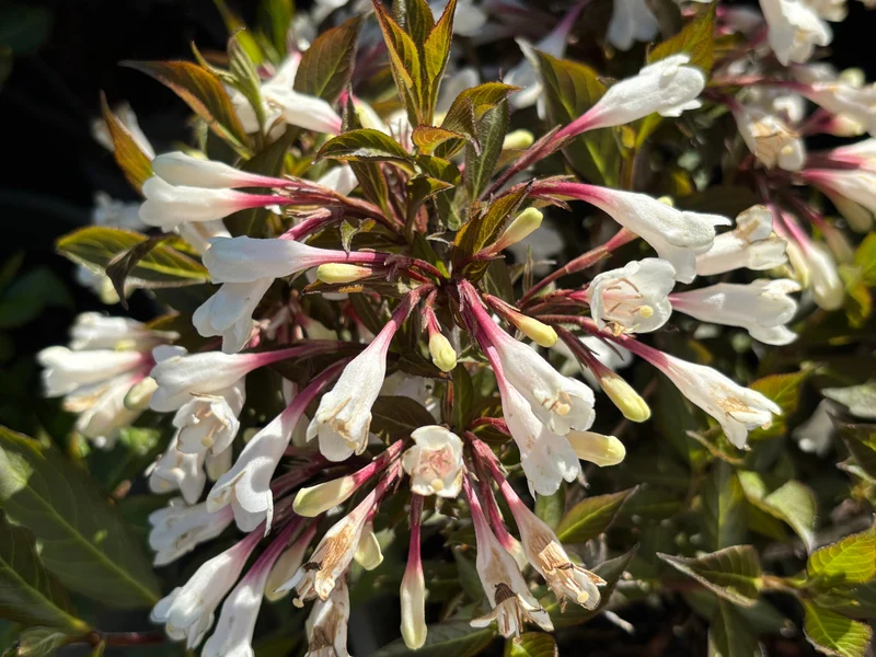 Weigela ‘Black and White’ ( Weigela ‘Black and White’)