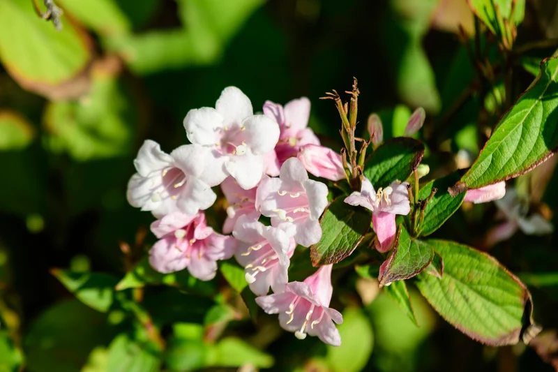 Weigela ‘Apple Blossom’ ( Weigela ‘Apple Blossom’)
