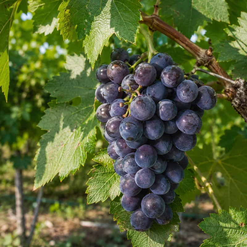 Vigne ‘Pionnier’ ( Vitis ‘Pionnier’)