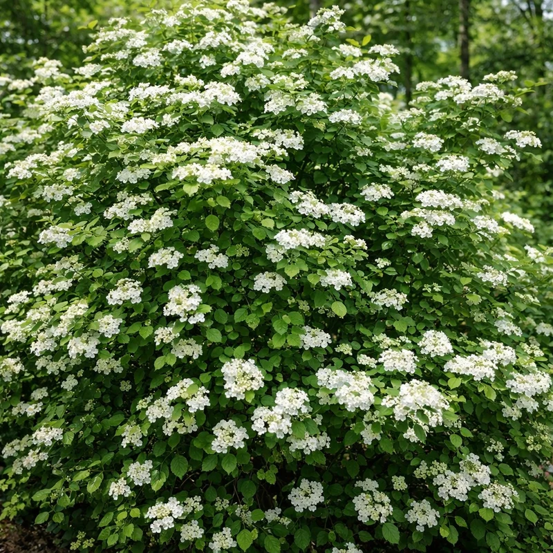 Viorne trilobée ( Viburnum trilobum )