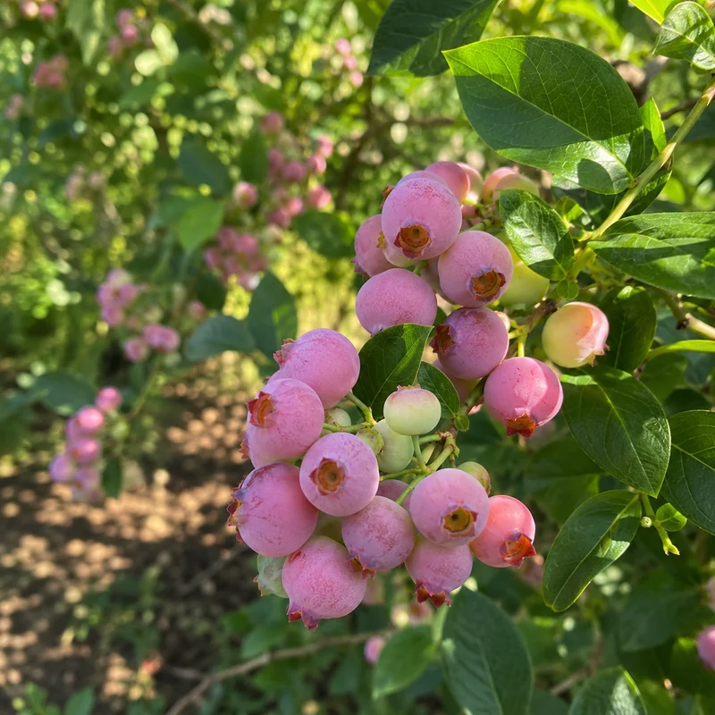 Bleuet en corymbe ‘Pink Lemonade’ ( Vaccinium corymbosum ‘Pink Lemonade’)